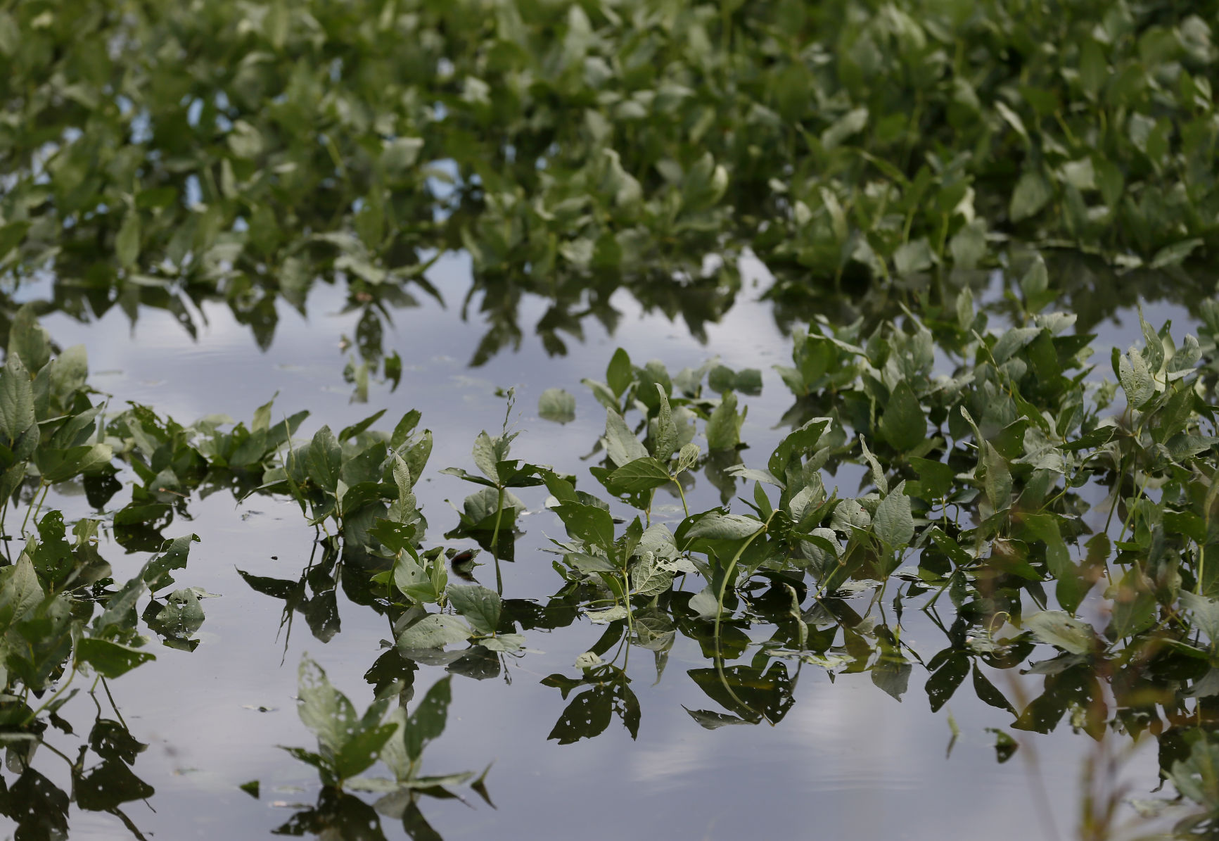soybeans flooded.jpg (copy) (copy)